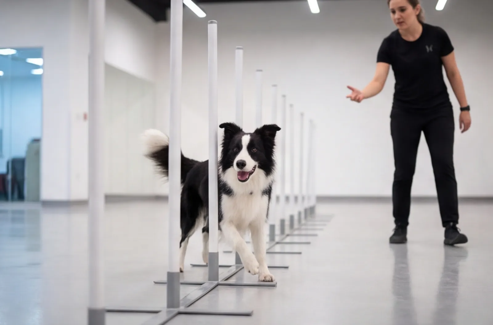 Dog: clear round in small or large class at Air-conditioned arena to confirm.