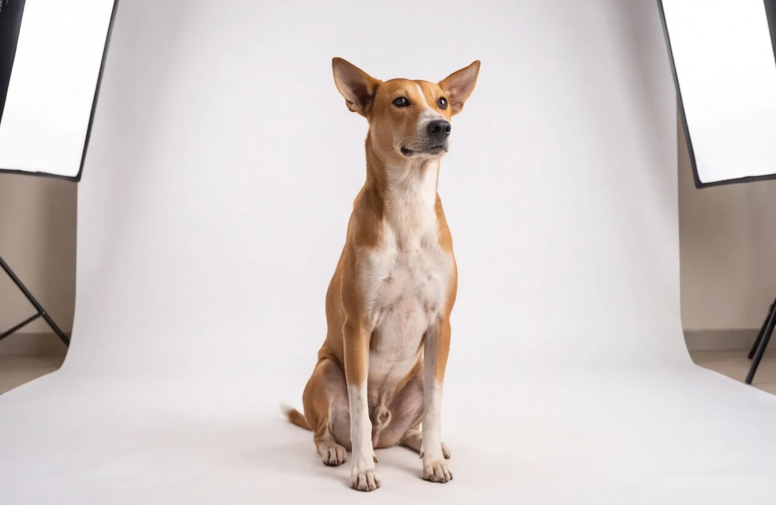 Dog: studio portrait at Home of Sport, Bandra.